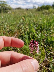 Neotinea ustulata ustulata