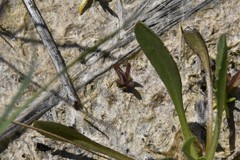 Castilleja victoriae
