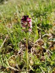 Neotinea ustulata ustulata