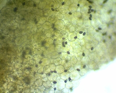 Panaeolus fimicola