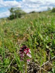 Neotinea ustulata ustulata