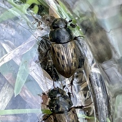 Acrossus luridus