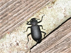 Iphthiminus serratus