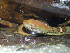 Trimerodytes aequifasciatus