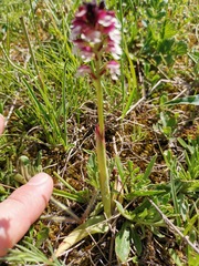 Neotinea ustulata ustulata