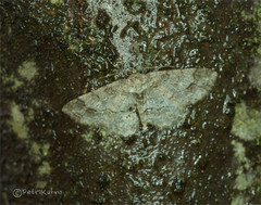 Paradarisa consonaria