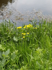 Caltha palustris