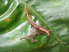 Helicorthomorpha