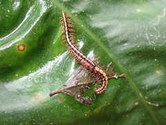 Helicorthomorpha