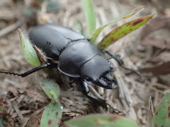 Neolucanus sinicus championi