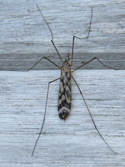 Tipula trivittata