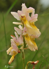 Orchis × colemanii