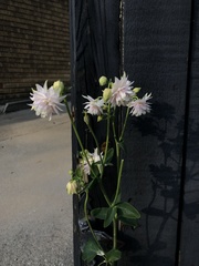 Aquilegia vulgaris