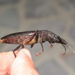 Nothopleurus lobigenis