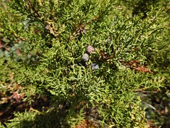 Juniperus turbinata