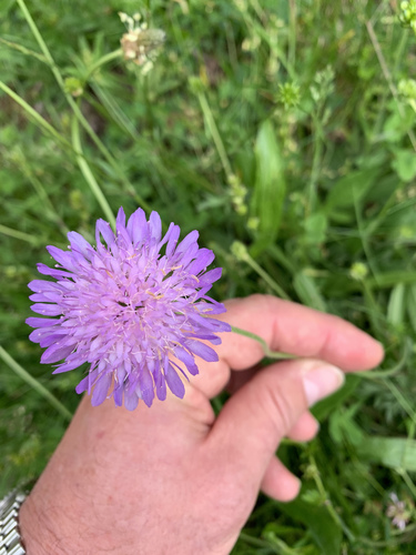 Knautia transalpina (Knautia transalpina)