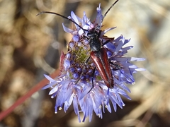 Stenurella approximans