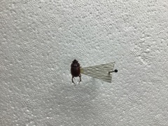 Eucanthus lazarus