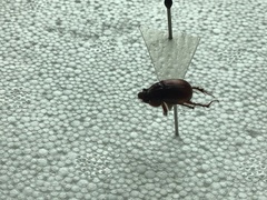 Eucanthus lazarus