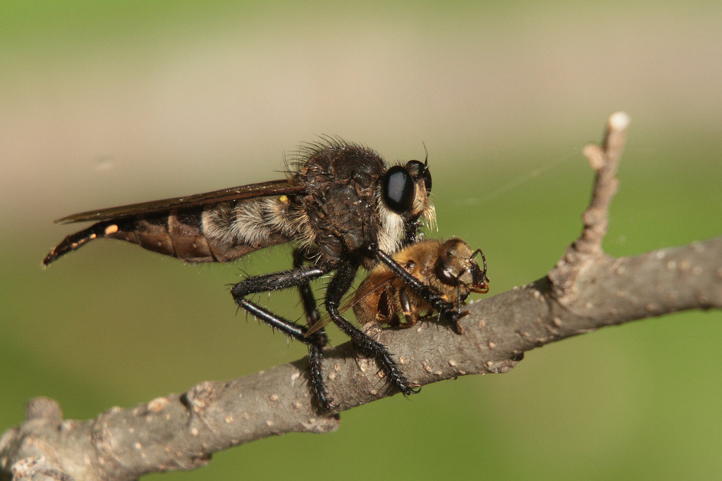Black Lion Fly