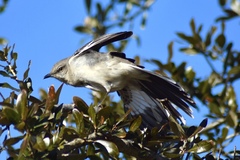 Mimus polyglottos