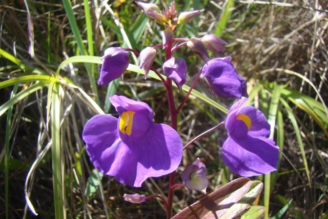 Utricularia longifolia Gardner