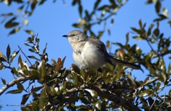 Mimus polyglottos
