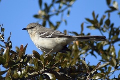 Mimus polyglottos
