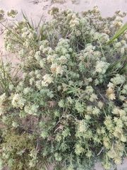 Teucrium dunense