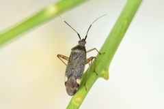 Closterotomus annulus