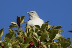 Mimus polyglottos