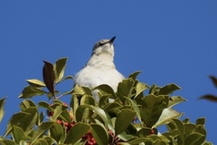 Mimus polyglottos