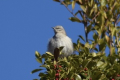 Mimus polyglottos