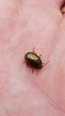 Chrysolina americana