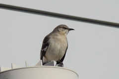 Mimus polyglottos