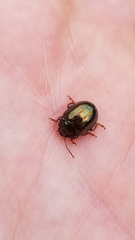 Chrysolina americana