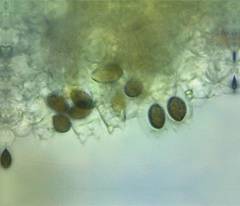 Panaeolus fimicola