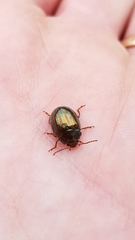 Chrysolina americana