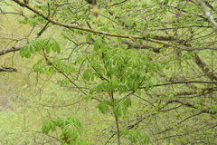Aesculus hippocastanum