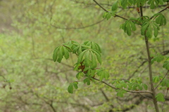 Aesculus hippocastanum