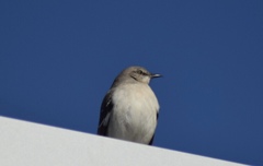 Mimus polyglottos