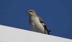 Mimus polyglottos