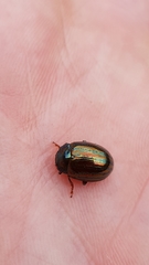 Chrysolina americana