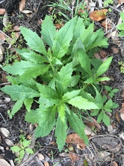 Erechtites hieraciifolius image