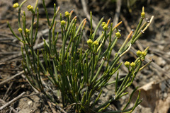 Ephedra distachya