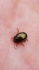 Chrysolina americana