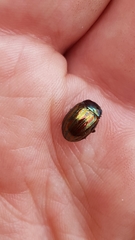 Chrysolina americana