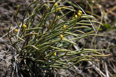 Ephedra distachya