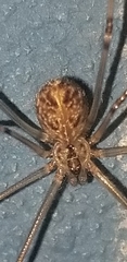 Araneae