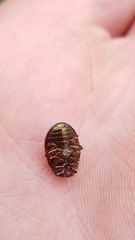 Chrysolina americana